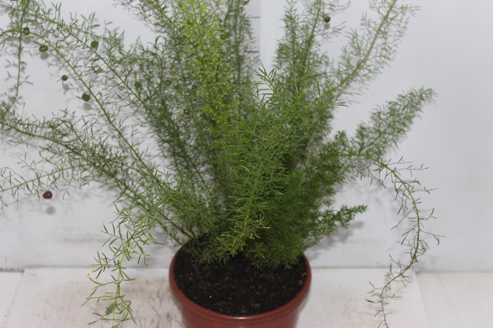 <h4>ASPARGO REAL P19</h4>