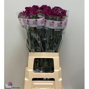 DI ST PURPLE DAMASCU