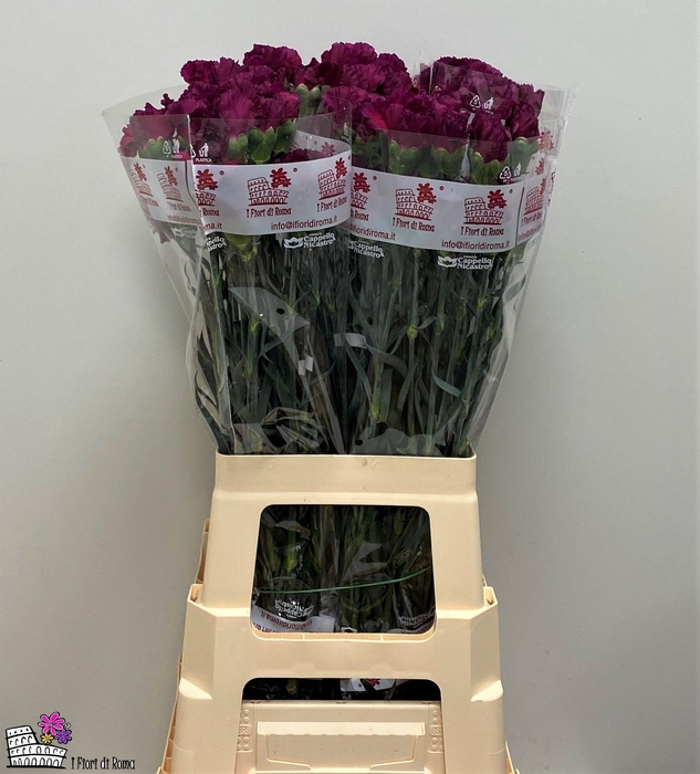 <h4>DI ST PURPLE DAMASCU</h4>