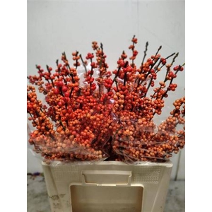 Ilex Ve Winter Gold