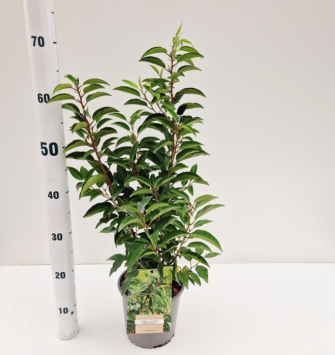 <h4>Prunus lus. 'Angustifolia'</h4>