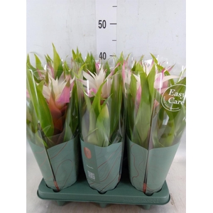 Guzmania  'Deseo Magical White'
