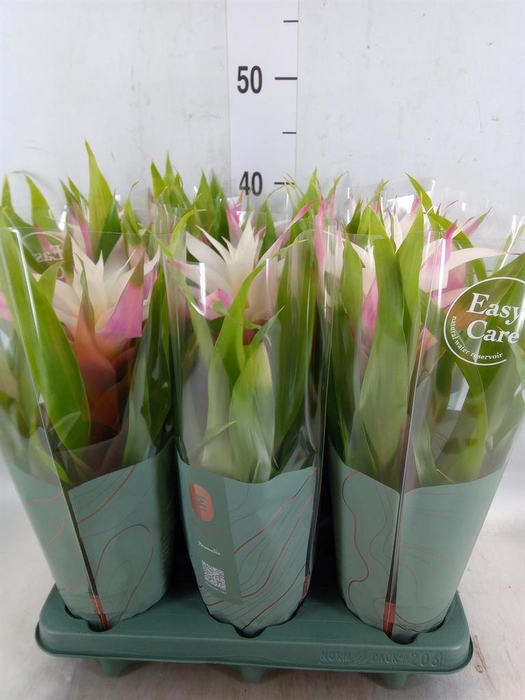 <h4>Guzmania  'Deseo Magical White'</h4>