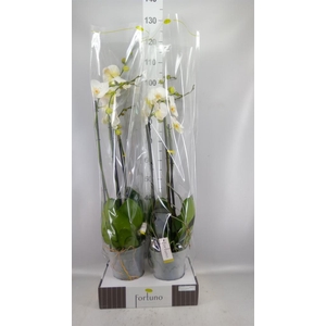 Phalaenopsis   ...white