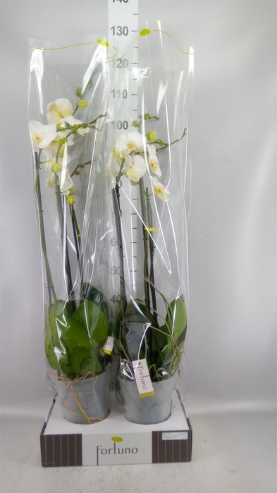 <h4>Phalaenopsis   ...white</h4>