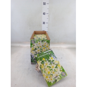 Flowerbulbs, corns or tubers   ...