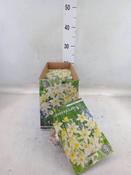 <h4>Flowerbulbs, corns or tubers   ...</h4>