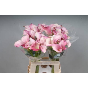 Zantedeschia blushing lady
