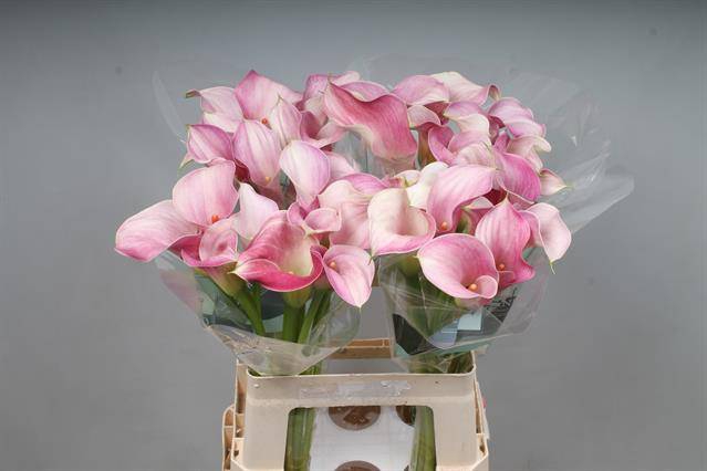 <h4>Zantedeschia blushing lady</h4>