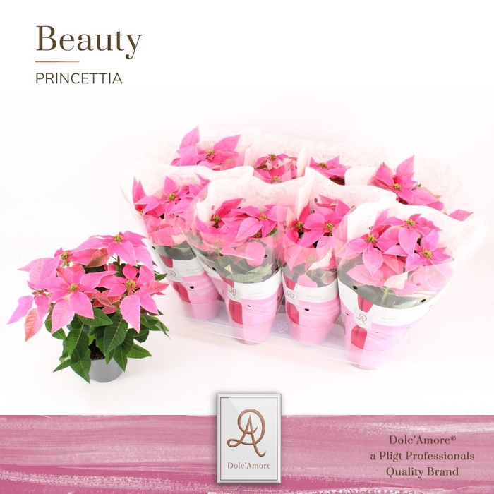 <h4>Euphorbia Princettia Hot Pink</h4>