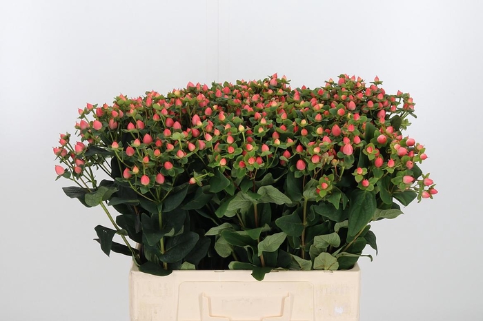 <h4>Hyp Pacific Pink</h4>