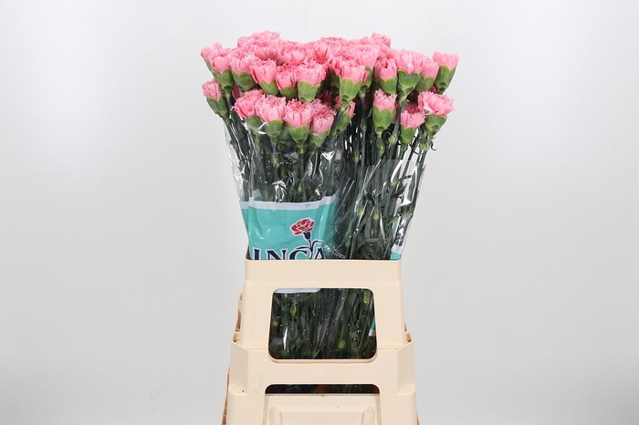 <h4>Di St Corvette</h4>