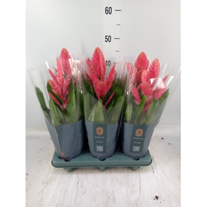 Vriesea  'Intenso Pink'