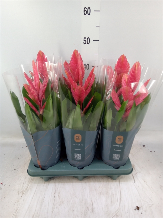 <h4>Vriesea  'Intenso Pink'</h4>
