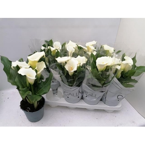 Zantedeschia Siberia 14Ø 40cm 5fl