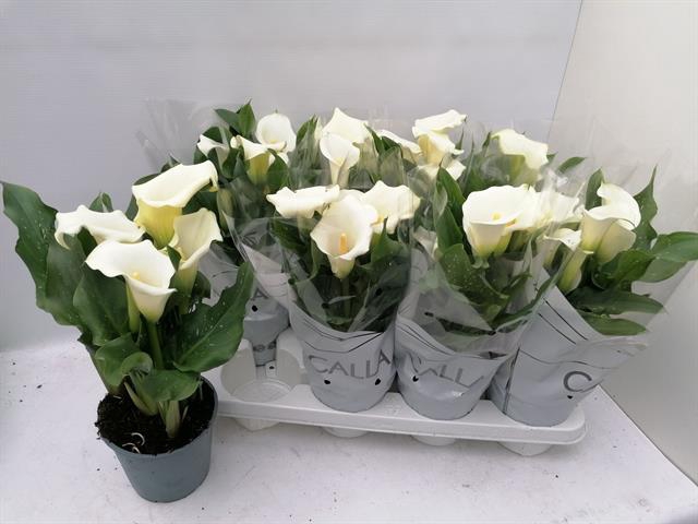 Zantedeschia Siberia 14Ø 40cm 5fl