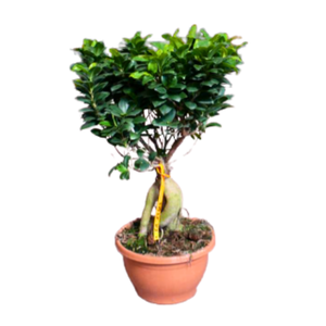 Ficus microcarpa Ginseng