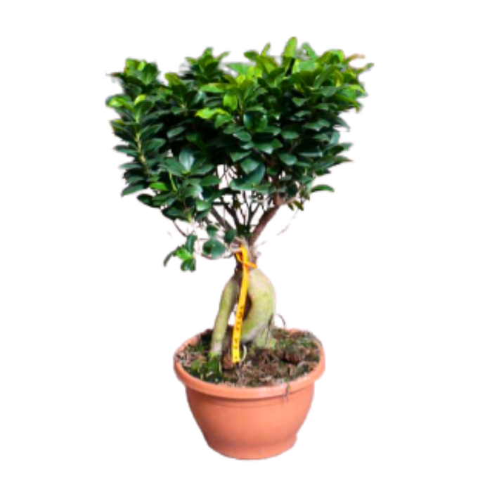 <h4>Ficus microcarpa Ginseng</h4>