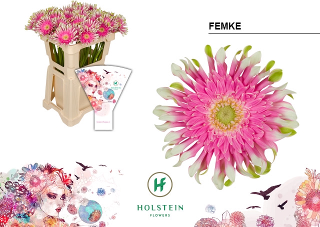 <h4>Gerbera Pasta Femke Water</h4>