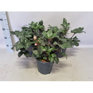 Helleborus Angel Glow