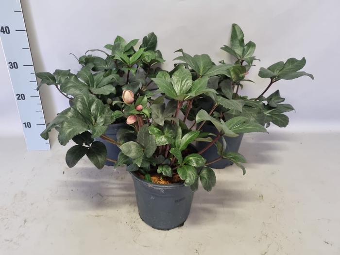 Helleborus Angel Glow