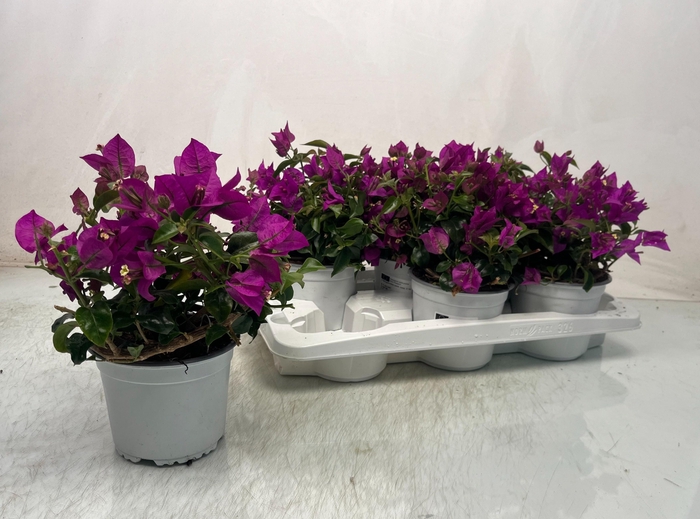 <h4>BOUGAINV SANDERIANA</h4>