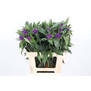 Monarda Paars