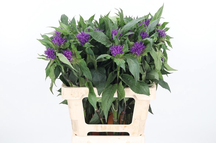 <h4>Monarda Paars</h4>