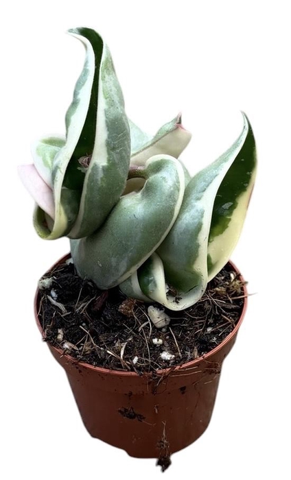<h4>Hoya Compacta Variegata</h4>