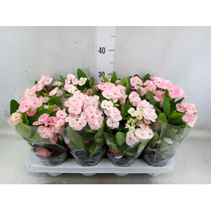 Euphorbia milii 'Charlotte'