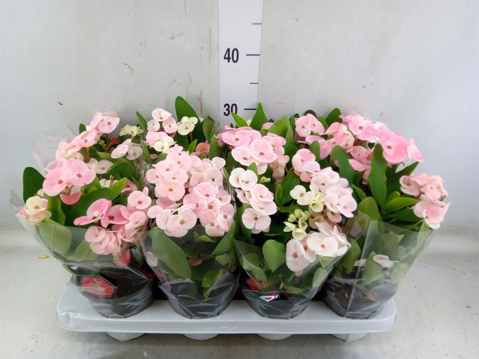 <h4>Euphorbia milii 'Charlotte'</h4>