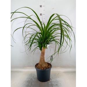 Beaucarnea recurvata