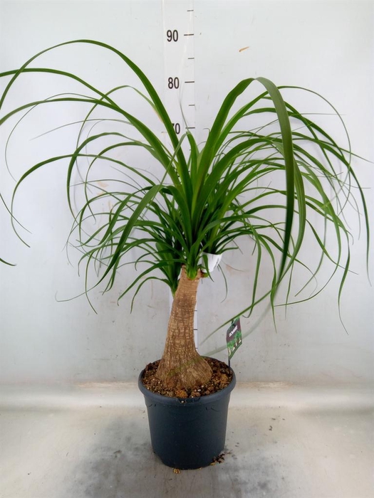 <h4>Beaucarnea recurvata</h4>