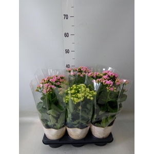 Kalanchoe   ...