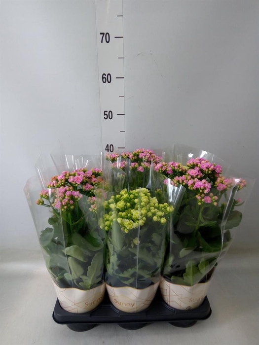 <h4>Kalanchoe   ...</h4>