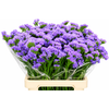 Limonium Sinuatum Lavender Donau