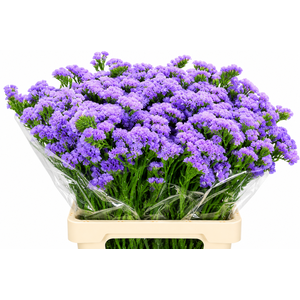 Limonium Sinuatum Donau Birds