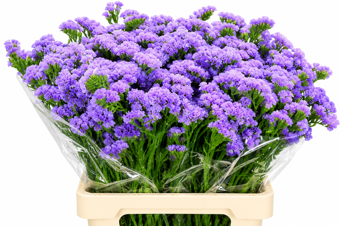 Limonium Sinuatum Donau Birds