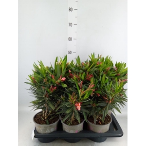 Nerium oleander   ...