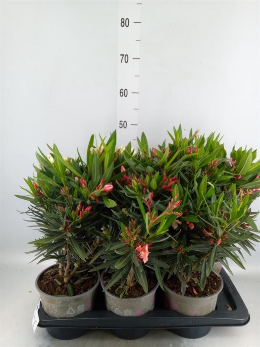 <h4>Nerium oleander   ...</h4>