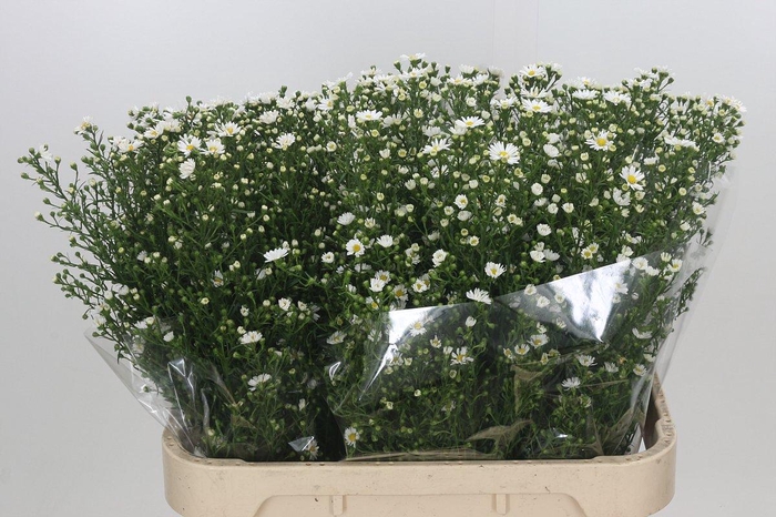 <h4>Aster Paquita</h4>