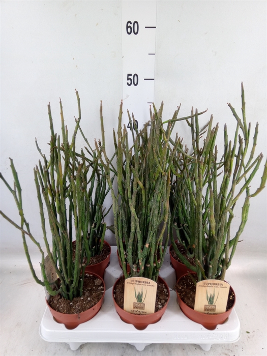 <h4>Euphorbia   ...</h4>