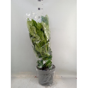 Fatsia japonica   ...