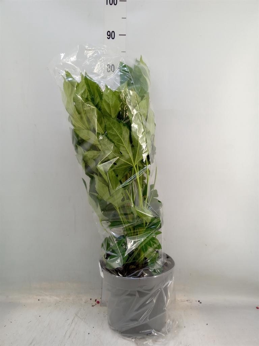 <h4>Fatsia japonica   ...</h4>