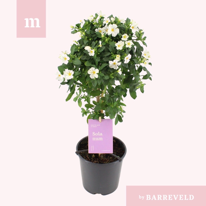 <h4>Solanum White Charles stam</h4>