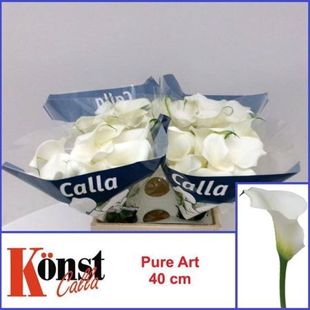 <h4>Zant Pure Art</h4>