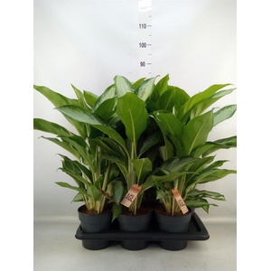 Aglaonema  'Cleopatra'