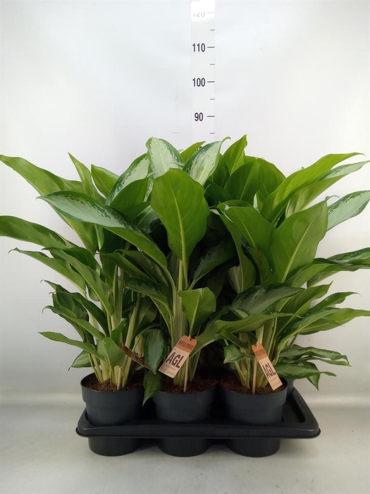 <h4>Aglaonema 'Cleopatra'</h4>