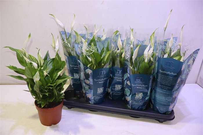 <h4>arr8 Spath Bellini</h4>