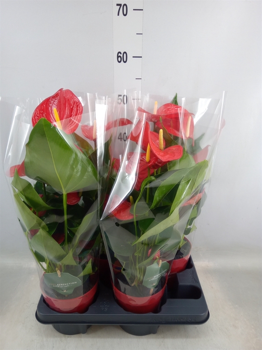 <h4>Anthurium andr. 'Minnesota'</h4>